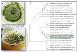 Attēlu rezultāti vaicājumam “Diderma subviridifuscum var. macrospora*”