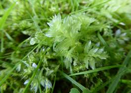 Attēlu rezultāti vaicājumam “Plagiomnium undulatum”