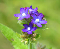 Attēlu rezultāti vaicājumam “Anchusa arvensis flower”