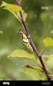 Attēlu rezultāti vaicājumam “Aporia crataegi pupa”