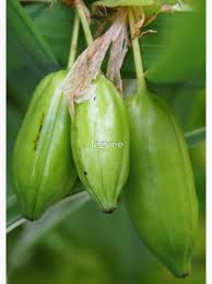 Attēlu rezultāti vaicājumam “Iris pseudacorus fruit”