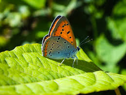 Attēlu rezultāti vaicājumam “Lycaena dispar male”