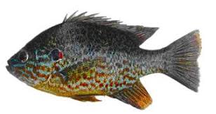 Image result for Lepomis gibbosus