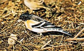 Attēlu rezultāti vaicājumam “Fringilla montifringilla”