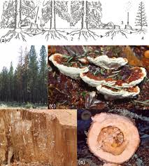 Attēlu rezultāti vaicājumam “Heterobasidion parviporum”