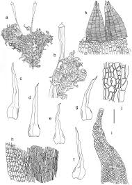 Attēlu rezultāti vaicājumam “Ulota crispa”