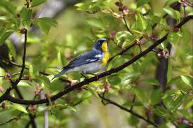 Image result for Parula americana