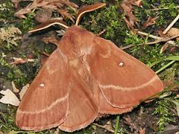 Attēlu rezultāti vaicājumam “Lasiocampa trifolii male”