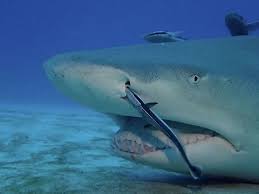 Image result for Negaprion brevirostris