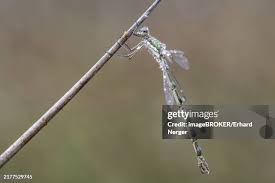 Attēlu rezultāti vaicājumam “Lestes virens”