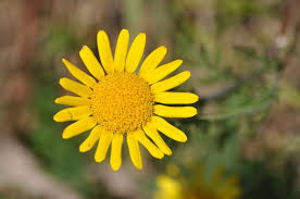 Image result for Anthemis tinctoria