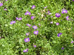 Attēlu rezultāti vaicājumam “Aubrieta deltoidea leaf”