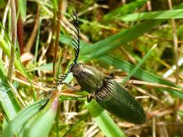 Attēlu rezultāti vaicājumam “Ctenicera pectinicornis”