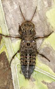 Attēlu rezultāti vaicājumam “Ontholestes murinus”