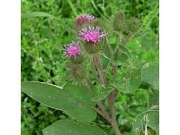 Attēlu rezultāti vaicājumam “Arctium lappa”