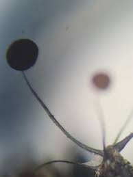 Attēlu rezultāti vaicājumam “Comatricha meandrispora macro”