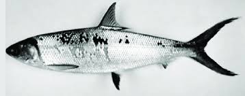 Image result for Chanos chanos