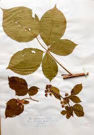 Attēlu rezultāti vaicājumam “Rubus nessensis”