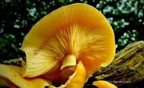 Attēlu rezultāti vaicājumam “Geastrum quadrifidum”