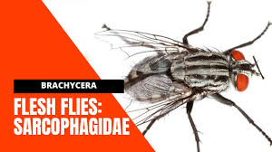 Attēlu rezultāti vaicājumam “Sarcophagidae”