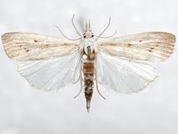 Attēlu rezultāti vaicājumam “Calamotropha paludella”