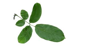 Attēlu rezultāti vaicājumam “Juglans regia leaf”