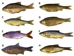 Image result for Rutilus rutilus