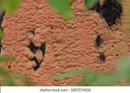 Attēlu rezultāti vaicājumam “Rhodonia placenta”