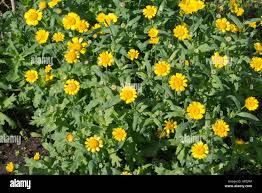 Image result for Chrysanthemum segetum