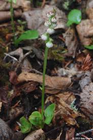 Attēlu rezultāti vaicājumam “Pyrola minor bud”