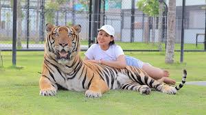 Image result for BERKSHIRE TIGERS THAI