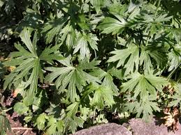 Attēlu rezultāti vaicājumam “Ranunculus polyanthemos”