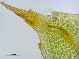 Attēlu rezultāti vaicājumam “Mnium marginatum”