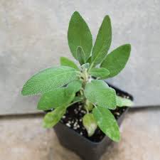 Image result for Salvia officinalis