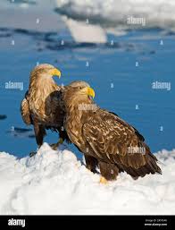 Attēlu rezultāti vaicājumam “Haliaeetus albicilla adult”