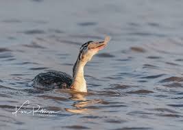 Attēlu rezultāti vaicājumam “Podiceps cristatus juvenile”