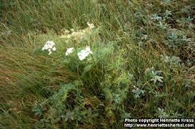Attēlu rezultāti vaicājumam “Peucedanum palustre leaf”