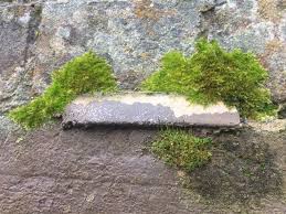 Attēlu rezultāti vaicājumam “Rhynchostegiella tenella”