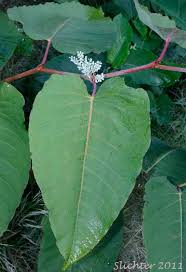 Attēlu rezultāti vaicājumam “Reynoutria sachalinensis”