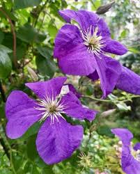 Attēlu rezultāti vaicājumam “Clematis flower”