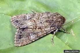 Attēlu rezultāti vaicājumam “Mamestra brassicae”