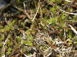 Attēlu rezultāti vaicājumam “Meesia triquetra”