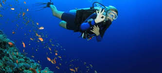 Image result for Looe Diving Club