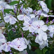 Attēlu rezultāti vaicājumam “Phlox paniculata”