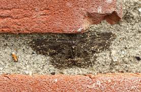 Attēlu rezultāti vaicājumam “Parascotia fuliginaria”