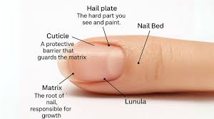 Image result for lunula nail