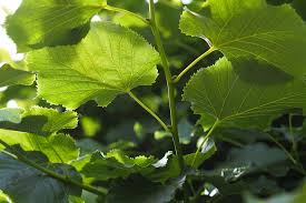 Attēlu rezultāti vaicājumam “Tilia tomentosa leaf”