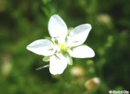 Attēlu rezultāti vaicājumam “Sagina nodosa leaf”