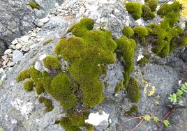 Attēlu rezultāti vaicājumam “Schistidium robustum”