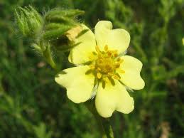 Image result for Potentilla recta
